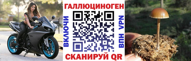 Псилоцибиновые грибы Cubensis Химки